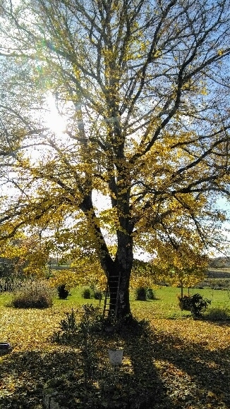 Fontaines-d'Ozillac - location curiste LC-1269 n°6